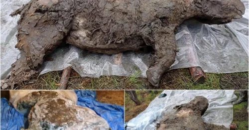 Scientists uncover 20,000-year-old Ice Age woolly rhino in Russia