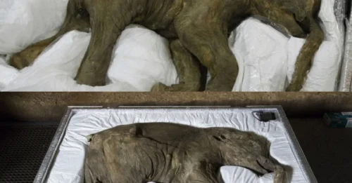 Baby lyuba, the worlds most complete and Best-Preserved Woolly Mammoth