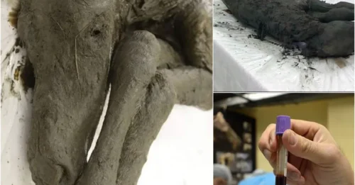 Scientists Extracted Liquid Blood From 42,000-Year-Old Foal Found in Siberian Permafrost