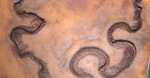 Fossil of a beetle inside a lizard inside a snake – an ancient food chain