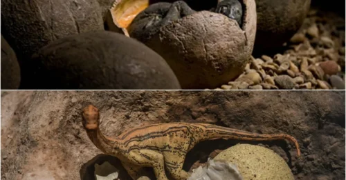 Chinese Boy Accidentally Finds 66-Million-Year-Old Dinosaur Eggs