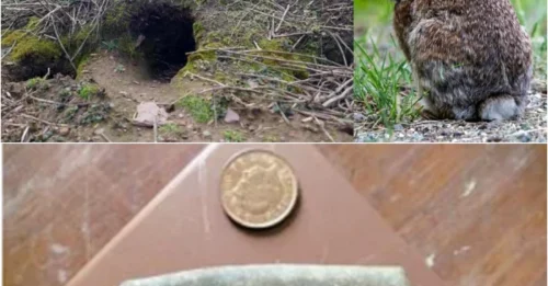 Rabbits Uncover 9,000-Year-old Artifacts on a Welsh island