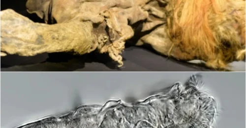 24,000-Year-Old Animal Found Alive After Being Preserved in Siberian Permafrost