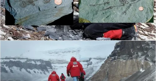 600 million-year-old fossils of tiny humanoids found in Antarctica