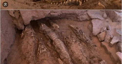Guardians of the Nile’s Secrets: The Astonishing Emergence of 10 Mummified Crocodiles
