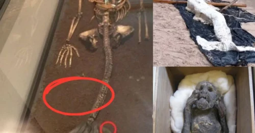 Incredible discovery: A 200-year-old mermaid drifted to the British coast, surprising the audience
