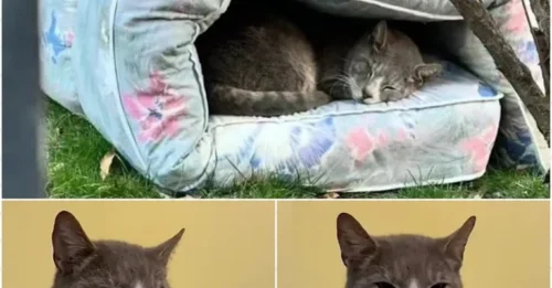 Heartwarming Moment with a Stray Seeking Shelter and Warmth