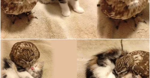 An unlikely friendship blossoms between a kitten and an owlet, who find comfort in each other's company during naptime