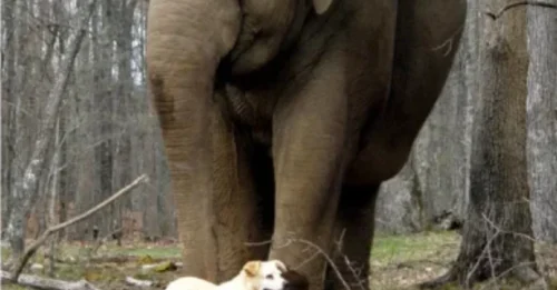 The dog remains by his friend's side for 7 years and refuses to leave, providing a source of comfort and support in the final moments of life