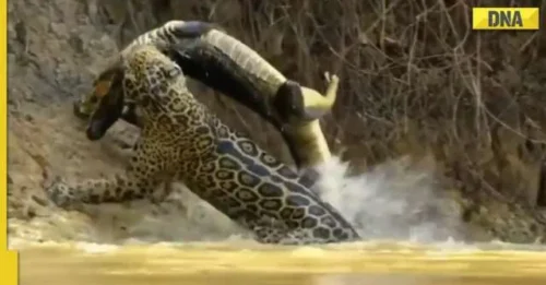Witnessing a jaguar chasing a crocodile is an extraordinary sight that is seldom seen
