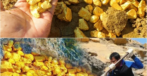 A Coincidential Find at the Peak of the Mountain: Discovering Gold with Our Proud Miner ‎