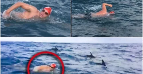 The British swimmer was saved from a fatal shark attack by courageous dolphins that encircled him and scared off the predator