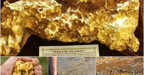 The amazement of stumbling upon a 70 kg gold nugget