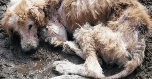 From Despair to Dawn: Charlie’s Miraculous Journey of Survival and Hope