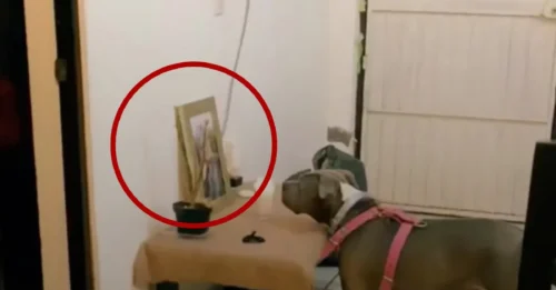 She Still Waits for Her Best Friend: The Heartbreaking Story of a Dog Who Can’t Stop Staring at a Photo of the One She Lost