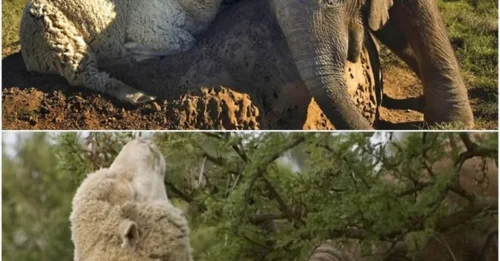 A Unique Friendship: How Albert the Sheep and Themba the Baby Elephant Formed an Unlikely Bond