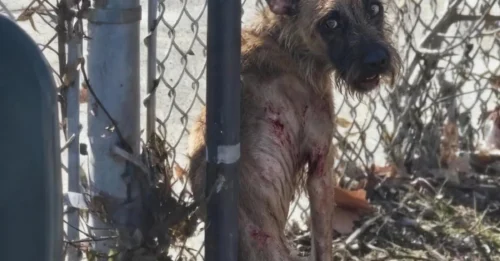 The ‘Abandoned’ Dog at the Fence Wasn’t Waiting for Help — She Was Leading Rescuers to the Man She Refused to Leave Behind.