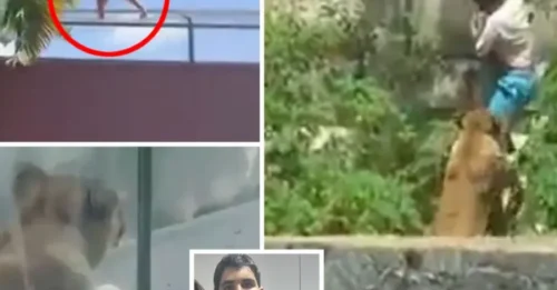 SHOCKING: Man is mauled to death by lioness at zoo after climbing into enclosure in front of horrified visitors