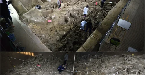 BURIED IN SHOCKING MASS: Archaeologists Discover 100 Horse Skeletons Near the Lord’s Tomb – 2,400-Year-Old Secret Unearthed