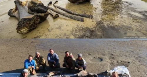 A Little Girl Makes a Mind-Blowing Discovery: While Fishing With Her Dad, She Stumbles Upon 100,000-Year-Old Mammoth Bones Hidden Beneath a Russian River