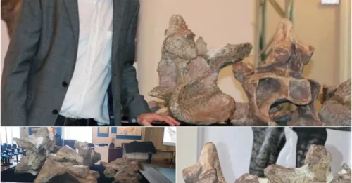 THE ANCIENT GIANT’S FOOTPRINT FROM 90 MILLION YEARS AGO: The Fossil Track of the World’s Largest Dinosaur That Stunned Scientists and Ignited Global Fascination