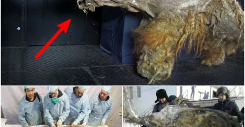 NOT JUST A FOSSIL: Discovery Shakes the Scientific World - 28-Millennia-Old Woolly Mammoth Cells Still Show... 