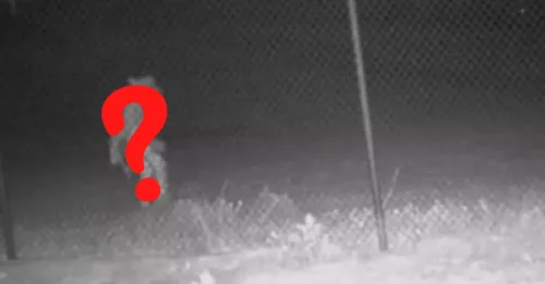 A security camera captures a strange alien creature strolling casually through city streets at midnight