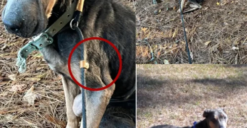 UNBELIEVABLE: Dog FROZEN SOLID & Left for Dead on Roadside — But What ONE Driver Did Next CHANGED Everything!