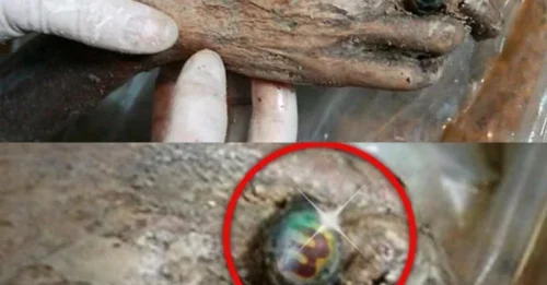 NOT A MOVIE: 700-Year-Old 