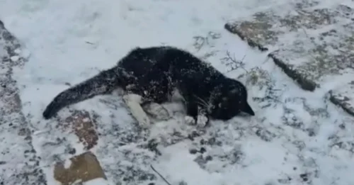 Heartbreaking Moment: Tiny Creature Frozen in Time Struggling for Survival Hoping Someone Will Notice Her