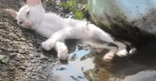 SHOCKING: The frightened and cute kitten was in a state of terror, letting out cries of fear as its family was assaulted by two dogs