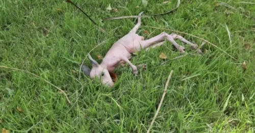 A Strange Cry Stopped Him Cold — What She Found Alone in the Grass Was a Pink “Baby” Begging for His Mother