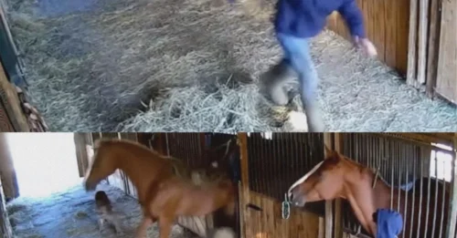 Heart-Stopping Moment: Mountain Lion Lunges at Boy – But His Unlikely Hero Emerges from the Shadows!