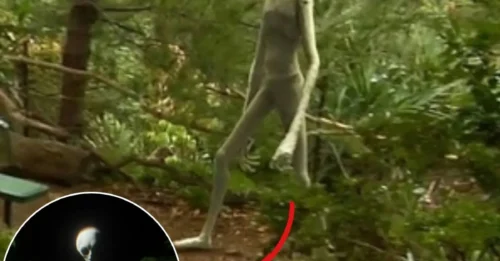Unbelievable Encounter: 3-Meter-Tall Gray Alien Discovered Hiding in the Forest