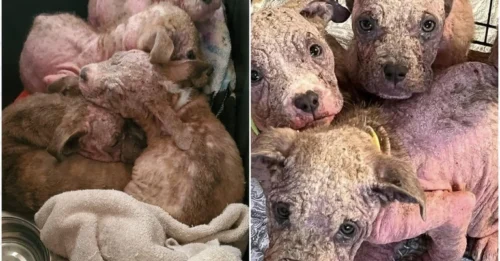The Truth Shocking: He Thought They Were Mud Balls on the Shore — Then He Realized They Were Four Puppies Fighting to Stay Alive