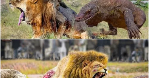 THE BLOODY SECRET OF THE MORTAL BATTLEFIELD: The Truth About the Lion's 
