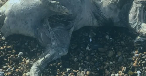Misterio: una extraña criatura fantasmal aparece en una popular playa del Reino Unido, pero nadie sabe qué es