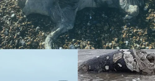 The “HORRIFYING” ON A CROWDED BEACH: Mystery as strange ‘ghostlike’ creature washes up on popular UK beach – but no one knows what it is