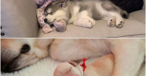 THE 'RELUCTANT NANNY' STEPS IN: The 'overwhelmingly touching' scene between a dog and a baby that not everyone gets to witness!