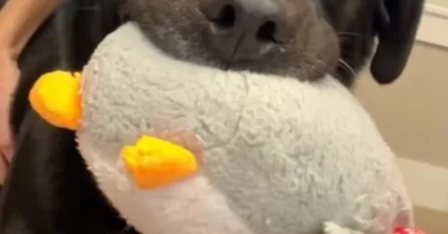 It Clings to Its Stuffed 