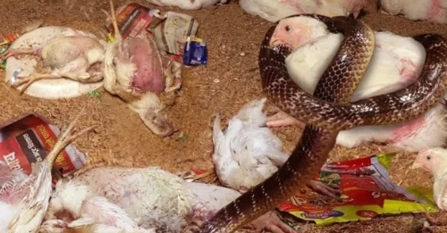 The poultry farm was invaded by India's most venomous snake, creating a hazardous situation