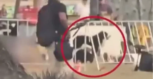 El desgarrador momento en que un perro fiel se para junto al cadáver de su dueño tras el ataque terrorista de Bondi.