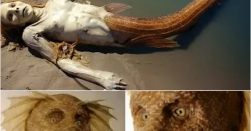 Witnessed by MILLIONS in New York: The HORRIFYING Truth About the “ONE and ONLY Real Mermaid” That Appeared in Real Life – Irrefutable Evidence!