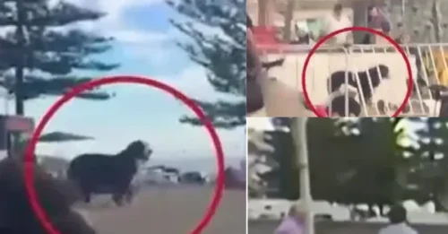 THE HORRIFYING THING WITNESSED AT THE TERROR ATTACK SCENE: Amidst a sea of panicked people, the loyal dog still stood there - The protective instinct until the VERY LAST MOMENT that made the world weep.