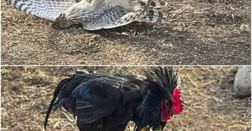 STUNNING: Rooster SPURS READY, Eagle TALONS BARE - A BREATHLESS Showdown Between Two Forces... The Outcome of This Fatal Duel Will Leave You SHOCKED Rooted to the Spot
