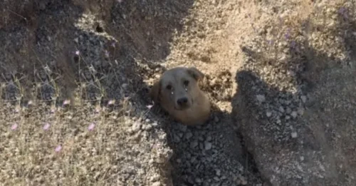 THE HEARTBREAKING TRUTH BEHIND THE CRY FOR HELP: The Dog Trapped in the Ground, Only Its Head Gasping for Air - The Rescue Journey That Made MILLIONS OF HEATS CLENCH!