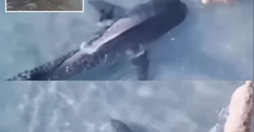 FACE OFF! Terrifying moment curious pet dog comes nose-to-nose with deadly SHARK at popular beach during walk
