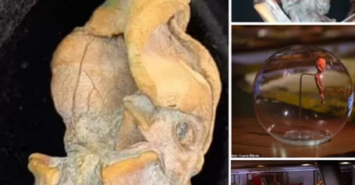 Researcher Suggests it Could be an ‘Alien’ or ‘Tiny Cave-Dwelling Humanoid’ from 800 Years Ago ‎ ‎
