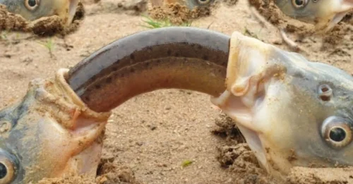 An incredible and unbelievable footage depicting thousands of fish feeding on eels near the water's surface has been recorded on film