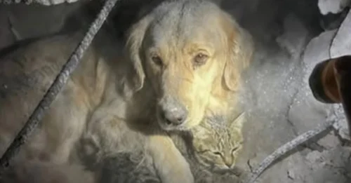 GUARDING TO THE END IN A HELL OF RUBBLE: Heartbreaking Story of a Dog Found Guarding Injured Cat Sister Under Earthquake Debris for 2 Days